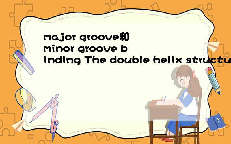 major groove和 minor groove binding The double helix structure of DNA contains a major groove and minor groove,the major groove being wider than the minor groove.